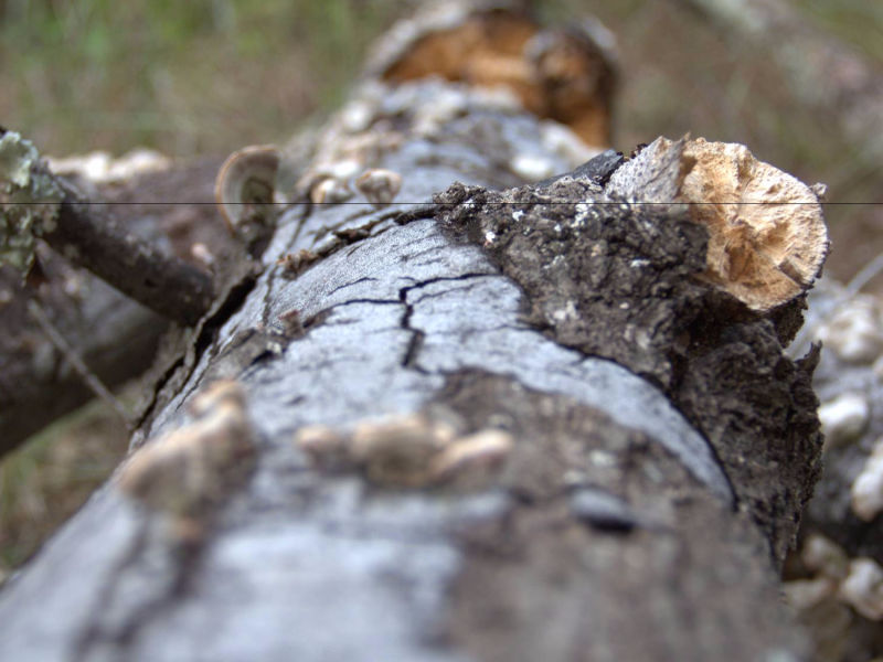rotting wood